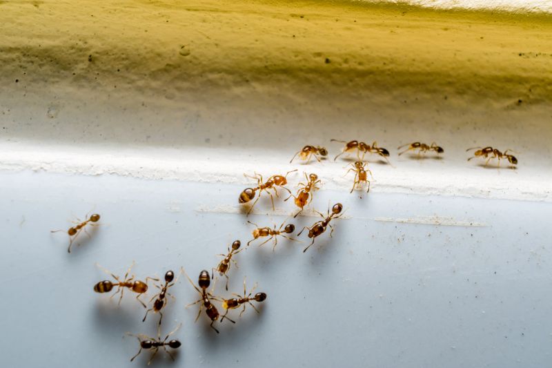 Ants Extermination Service in Arlington, TX
