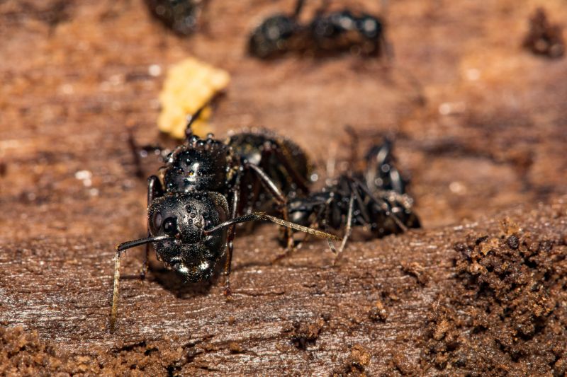 Black Ant Extermination in Fort Worth, TX