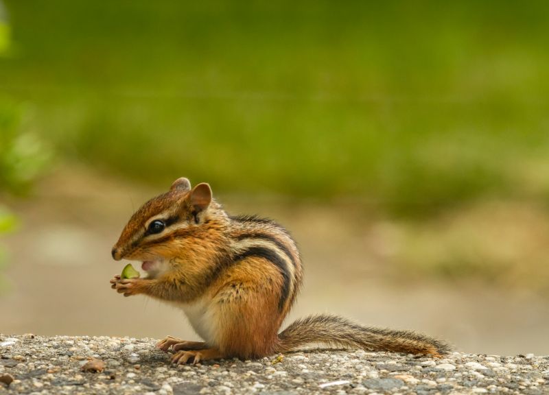 Chipmunk Control