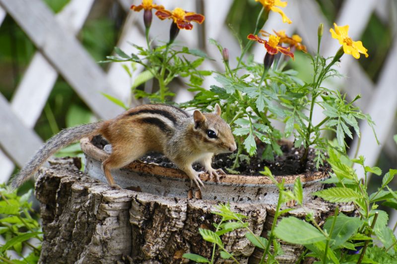 Chipmunk Control
