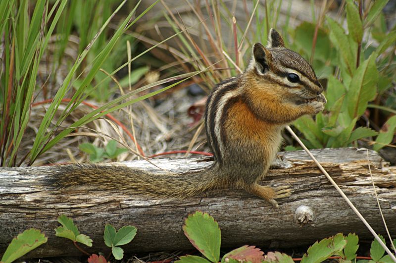 Chipmunk Control