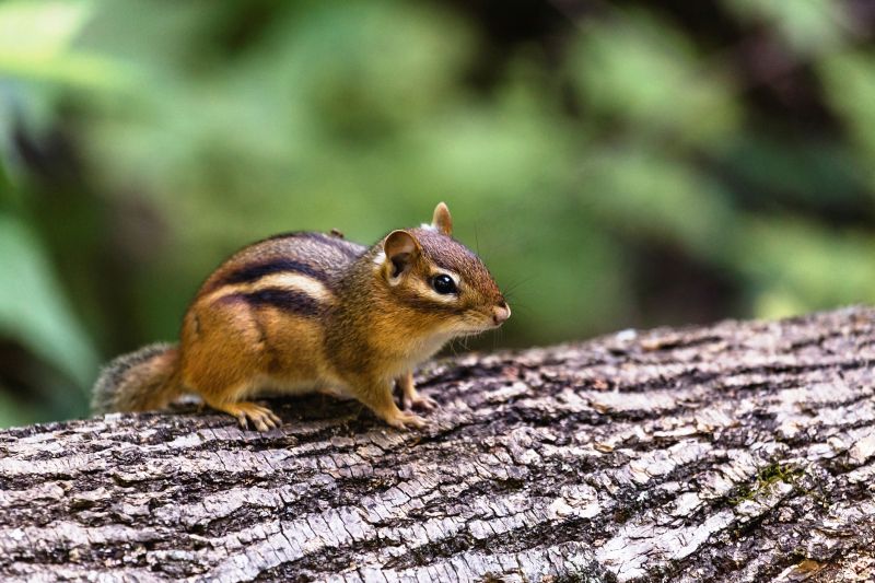 Chipmunk Control