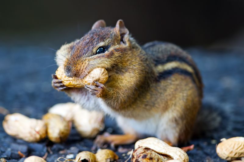 Chipmunk Control