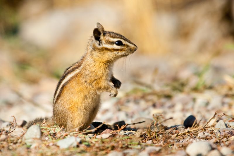 Chipmunk Control