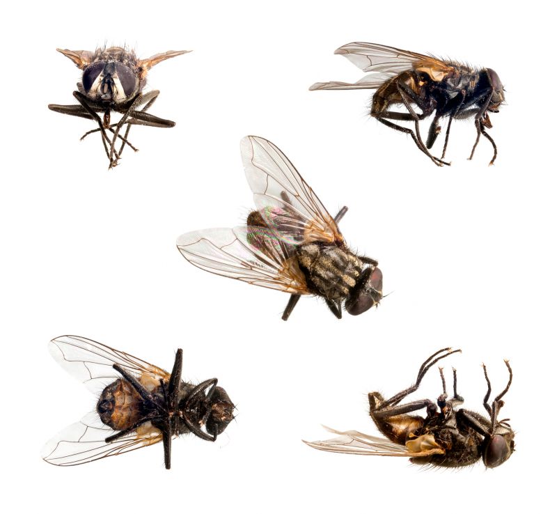 Fly Extermination in Katy, TX