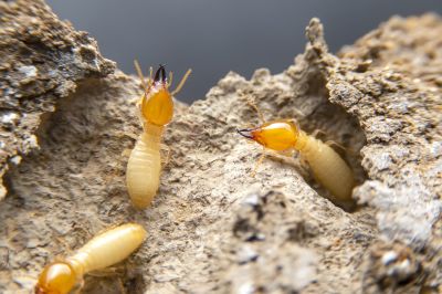 Termite Treatment Service in Frisco, TX