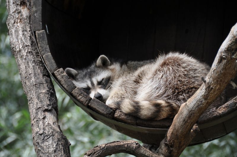 Raccoon in a Tree