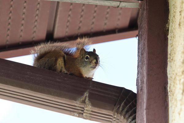 Grow your Chipmunk Control business